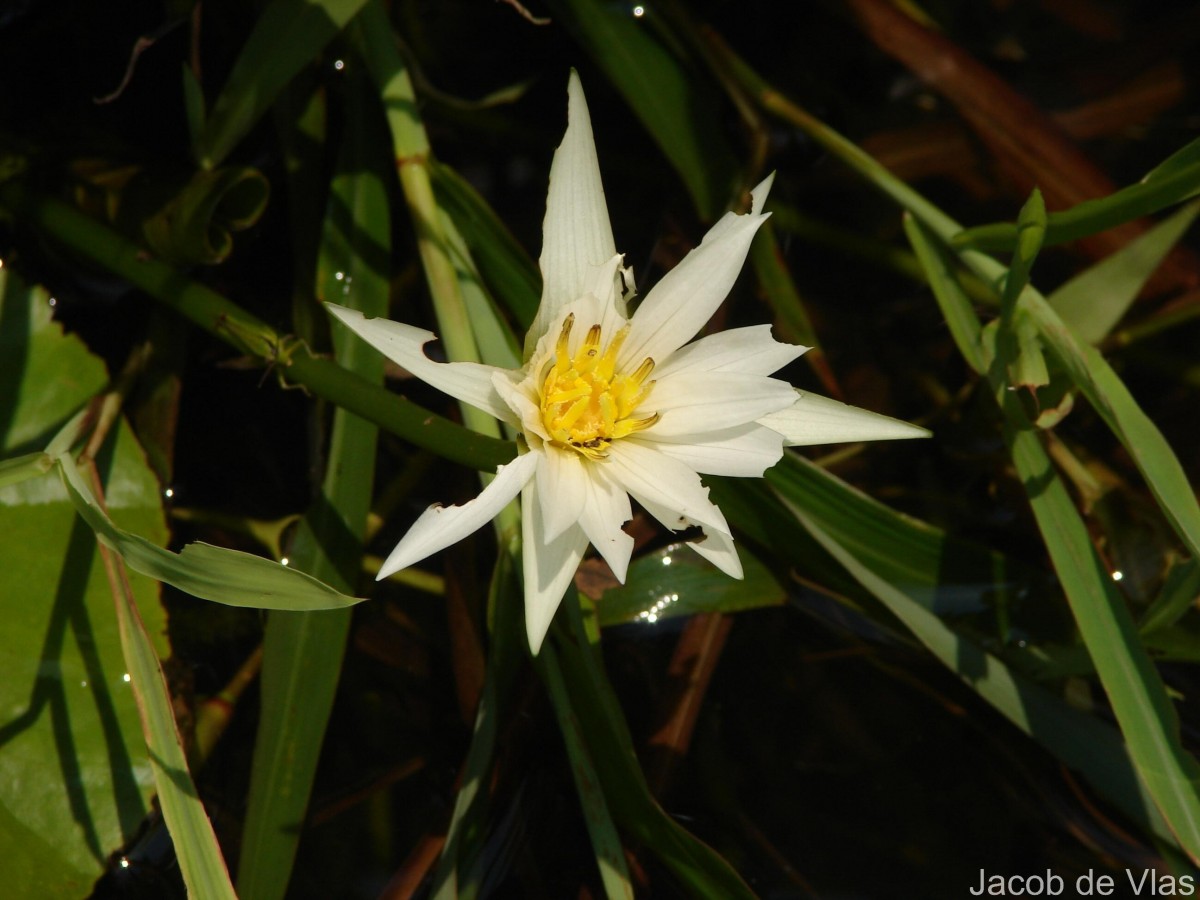 Nymphaea pubescens Willd.